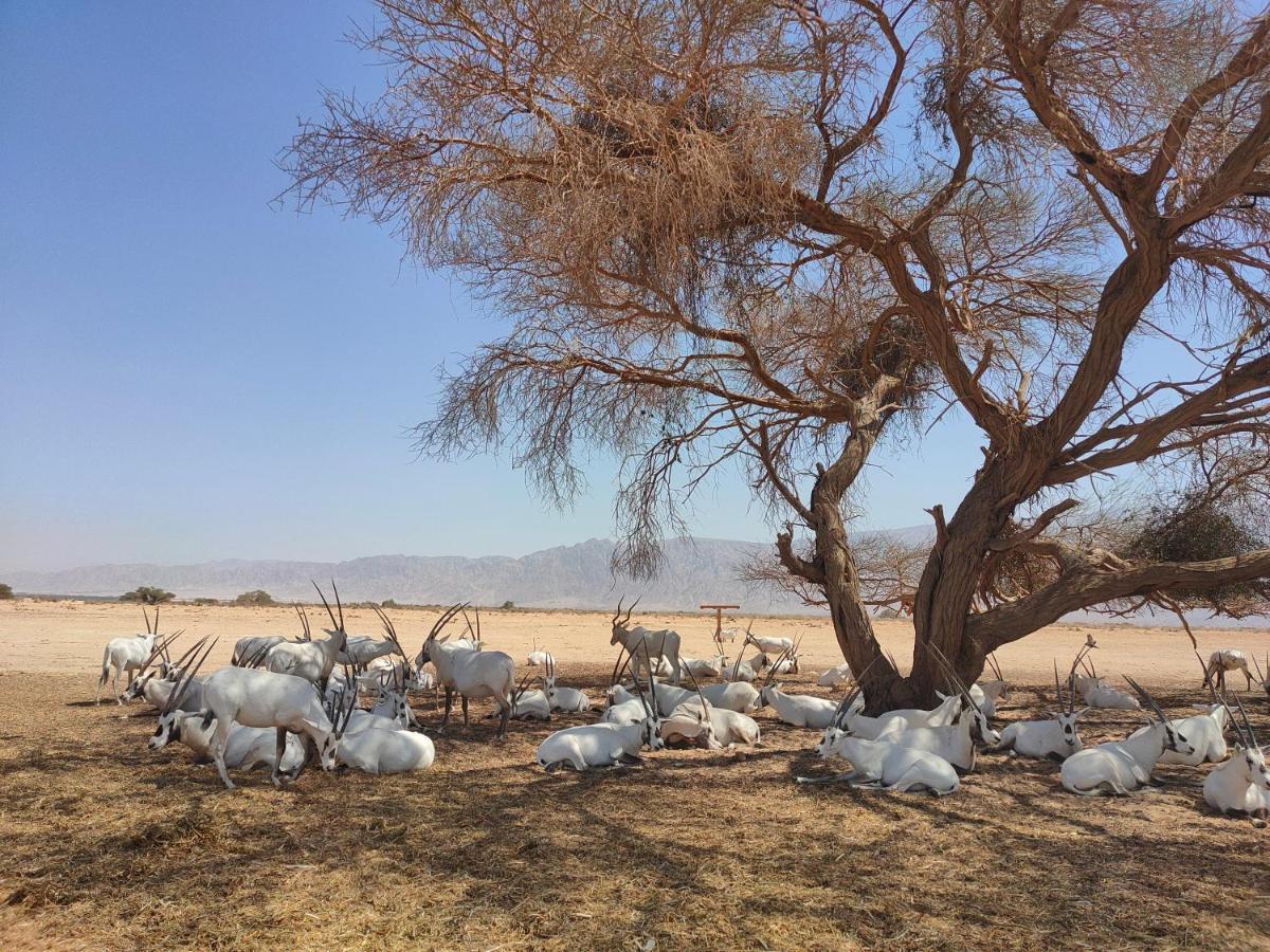 Desert Path Be'er Ora المظهر الخارجي الصورة